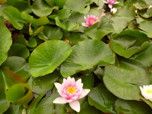 睡蓮
