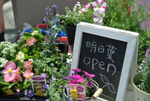 明日葉OPEN