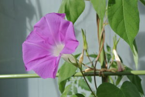 朝顔の花