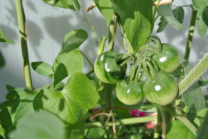 ぴちぴちトマト