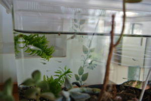 元気なメダカがいっぱい泳いでいます